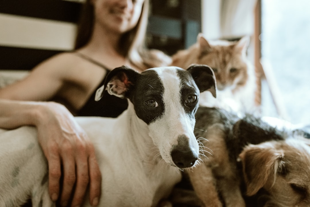 Why Luxury Vinyl Plank Is the Best Choice for Pet Owners and Busy Families